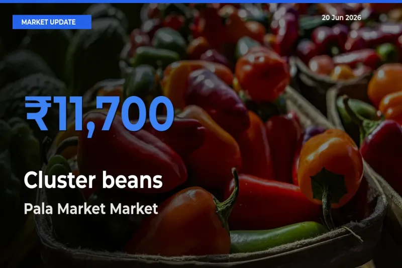 Pala Market Tops Cluster beans Rates – June 20 Market Update