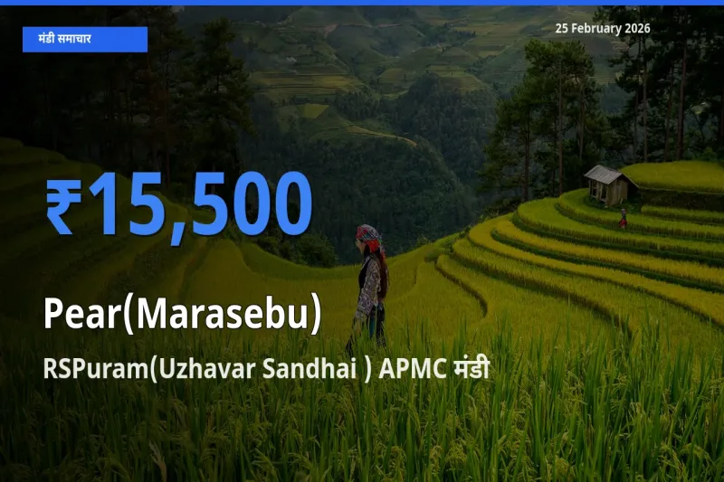 बाज़ार संकेत: RSPuram(Uzhavar Sandhai ) APMC बना Pear(Marasebu) के लिए आज की टॉप मंडी