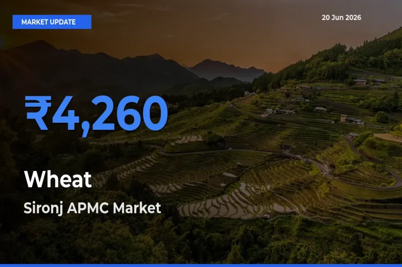 Sironj APMC Tops Wheat Mandi Rates Today