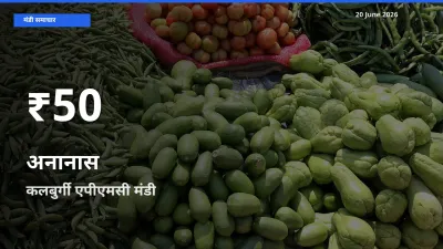20 June अपडेट: अनानास के दाम 30 दिन के न्यूनतम स्तर पर, कलबुर्गी एपीएमसी