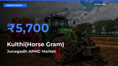 Junagadh APMC Tops Kulthi(Horse Gram) Mandi Rates Today