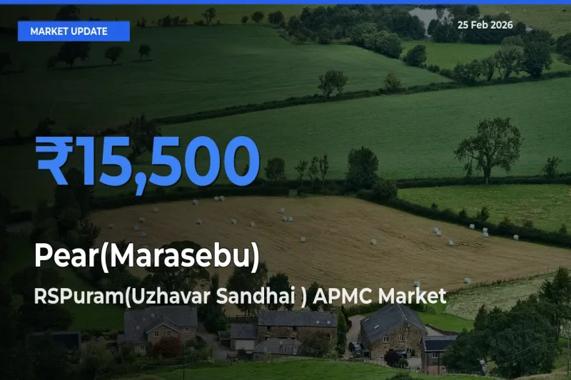 Farmers Prefer RSPuram(Uzhavar Sandhai ) APMC as Pear(Marasebu) Hits Highest Rate