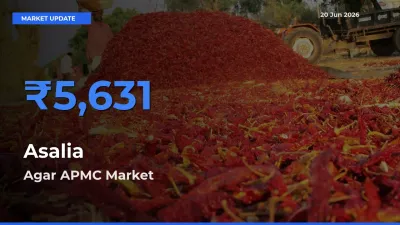 Agar APMC Offers ₹5,631 – Highest Asalia Rate Today