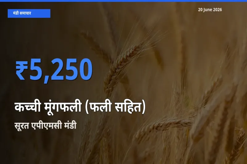 सूरत एपीएमसी मंडी में कच्ची मूंगफली (फली सहित) ₹5,250 पर पहुँचा – आज का सर्वोच्च भाव