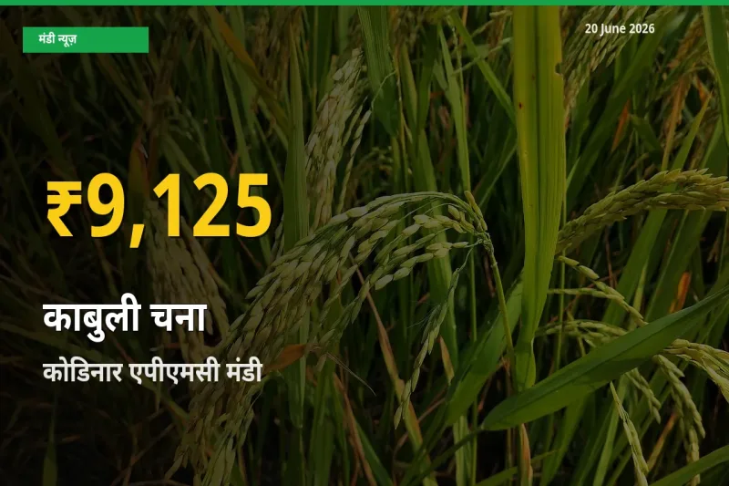 20 June अपडेट: कोडिनार एपीएमसी में काबुली चना के दाम रिकॉर्ड स्तर पर