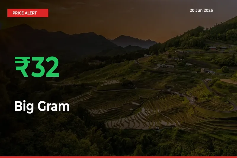 Sharp Jump! Big Gram Prices Climb 31.81% in 24 Hours at Key Mandis