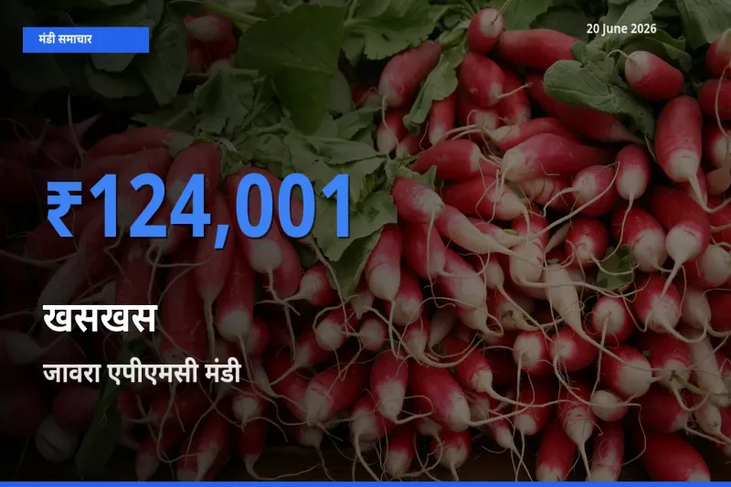 आज का मंडी भाव: खसखस के सबसे ज़्यादा दाम जावरा एपीएमसी में