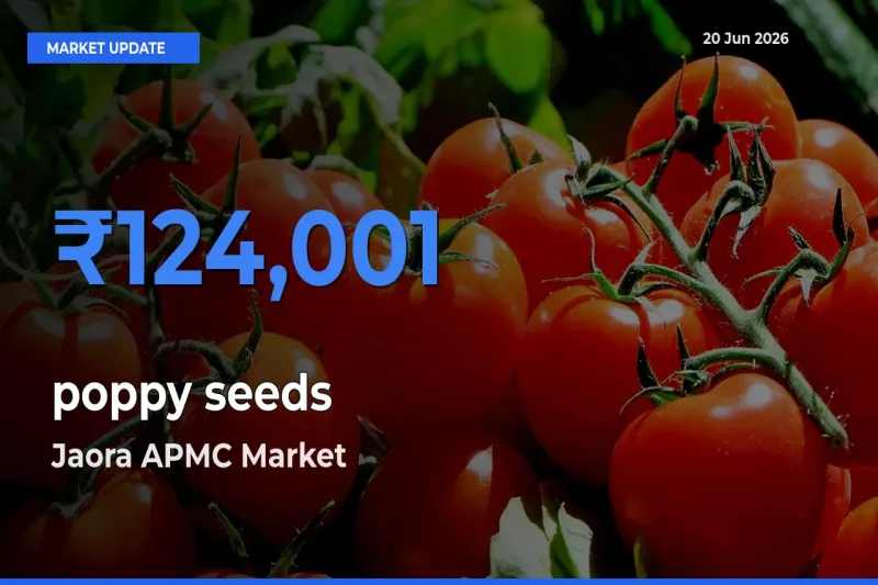 Market Watch: Jaora APMC Becomes Top Mandi for poppy seeds