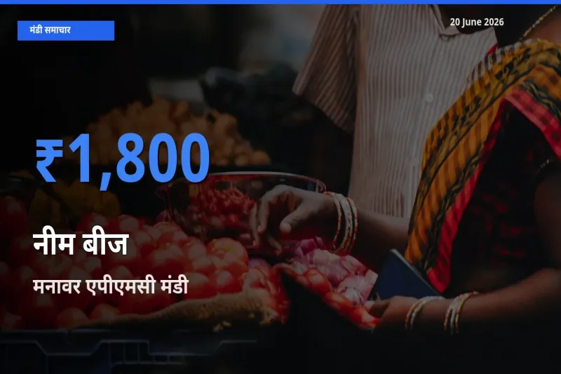 किसानों की पसंद बना मनावर एपीएमसी, नीम बीज के सबसे अच्छे दाम
