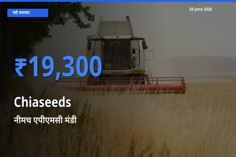 बाज़ार संकेत: नीमच एपीएमसी बना Chiaseeds के लिए आज की टॉप मंडी