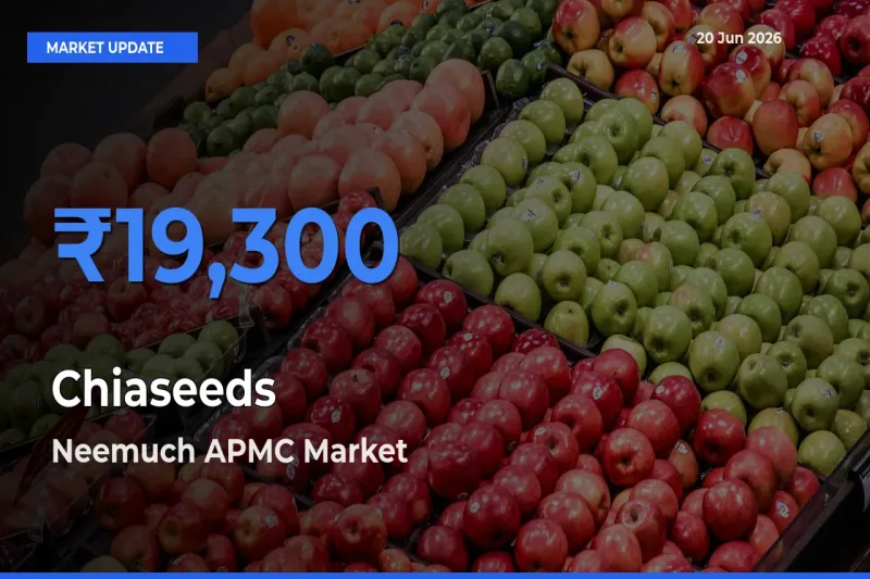 Neemuch APMC Offers ₹19,300 – Highest Chiaseeds Rate Today