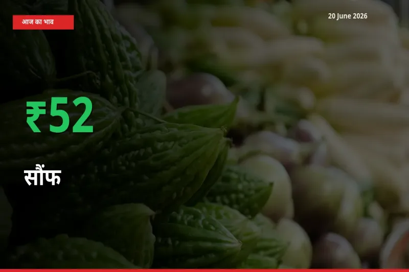 बाज़ार संकेत: सौंफ के भाव मंडी में 52.07% ऊपर