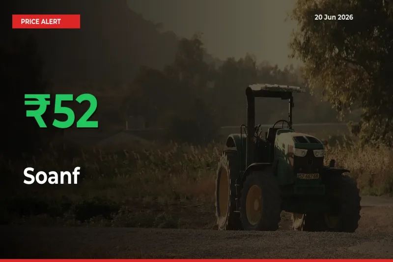 Soanf Rises 52.07% at Mandis