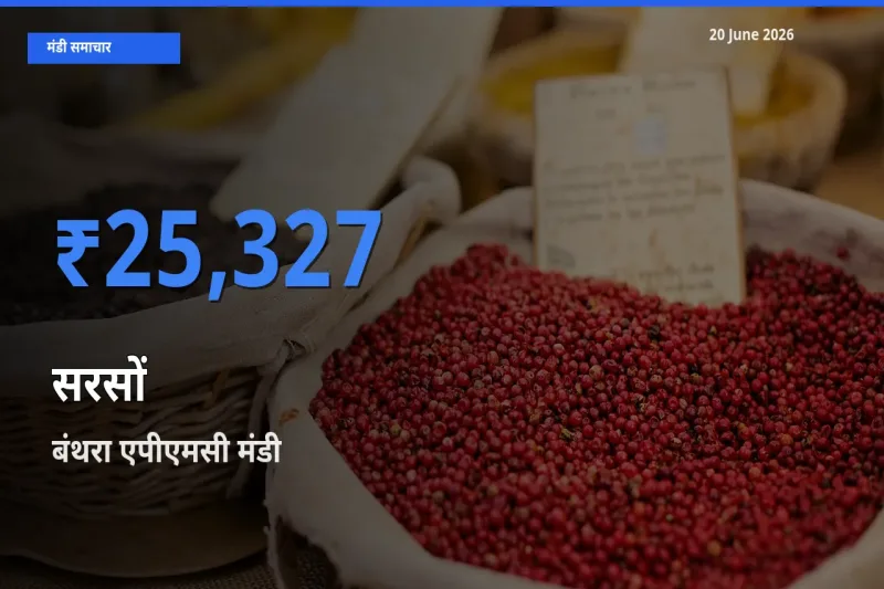 आज सरसों के सबसे ज़्यादा दाम बंथरा एपीएमसी मंडी में दर्ज