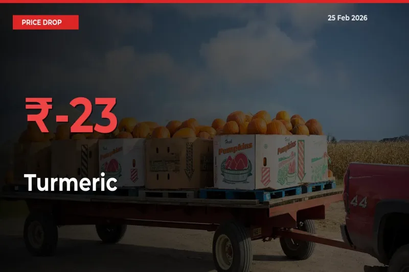 This Mandi Records 23.07% Fall in Turmeric Prices