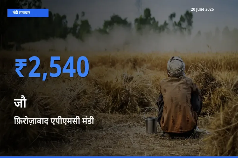टॉप मंडी बना फ़िरोज़ाबाद एपीएमसी! जौ के सबसे ऊँचे दाम यहीं दर्ज