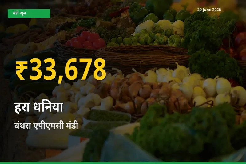 आज बंथरा एपीएमसी में हरा धनिया के दाम रिकॉर्ड स्तर पर, ताज़ा मंडी भाव जानें