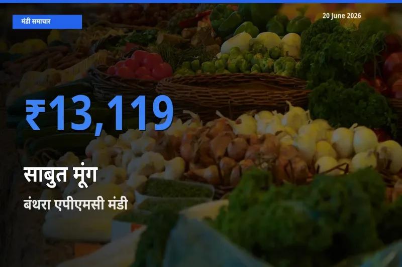 बंथरा एपीएमसी में साबुत मूंग का आज सबसे ऊँचा भाव