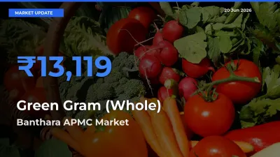 Banthara APMC Tops Green Gram (Whole) Mandi Rates Today