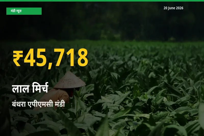 किसानों के लिए खुशखबरी! बंथरा एपीएमसी में लाल मिर्च के दाम रिकॉर्ड स्तर पर