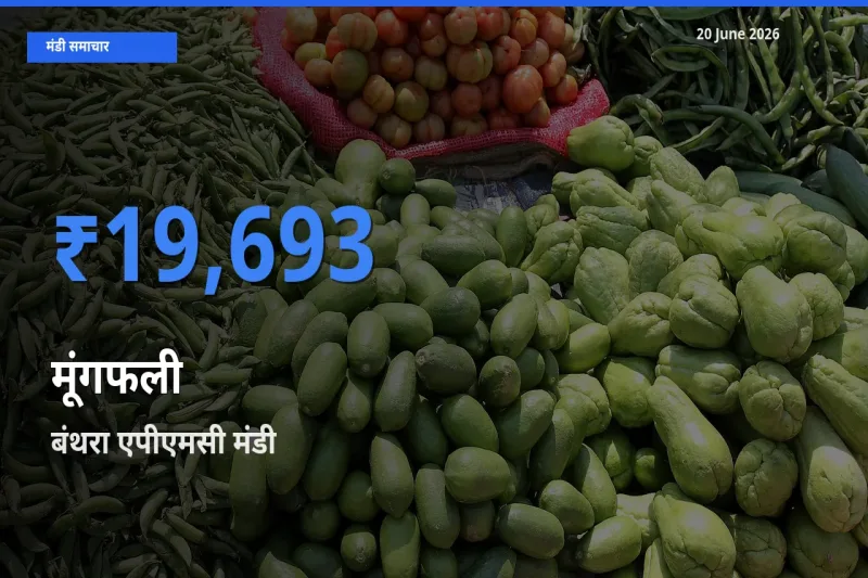 बंथरा एपीएमसी में मूंगफली का आज सबसे ऊँचा भाव