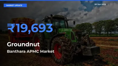 Banthara APMC Offers ₹19,693 – Highest Groundnut Rate Today