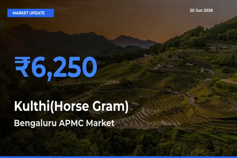 Market Watch: Bengaluru APMC Becomes Top Mandi for Kulthi(Horse Gram)