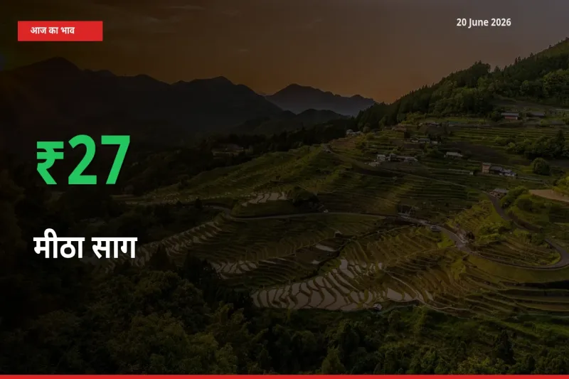 20 June अपडेट: मीठा साग के दाम मंडी में 26.73% उछले