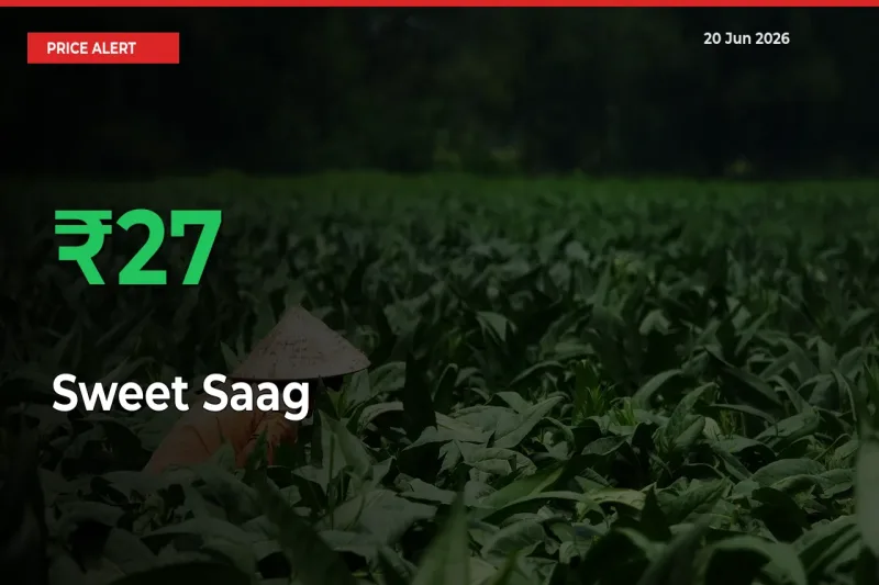 Big Rally! Sweet Saag Climbs 26.73% in 24 Hours at Top Mandis