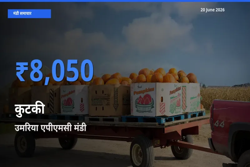 20 June अपडेट: कुटकी के सबसे ऊँचे दाम उमरिया एपीएमसी मंडी में