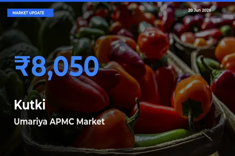 Market Watch: Umariya APMC Becomes Top Mandi for Kutki