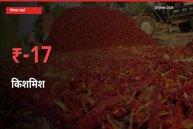 किसानों की चिंता बढ़ी! स्थानीय मंडी में किशमिश 16.53% गिरा