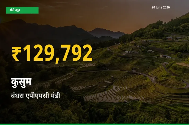 रिकॉर्ड तेज़ी! बंथरा एपीएमसी में कुसुम ₹129,792 पर पहुँचा