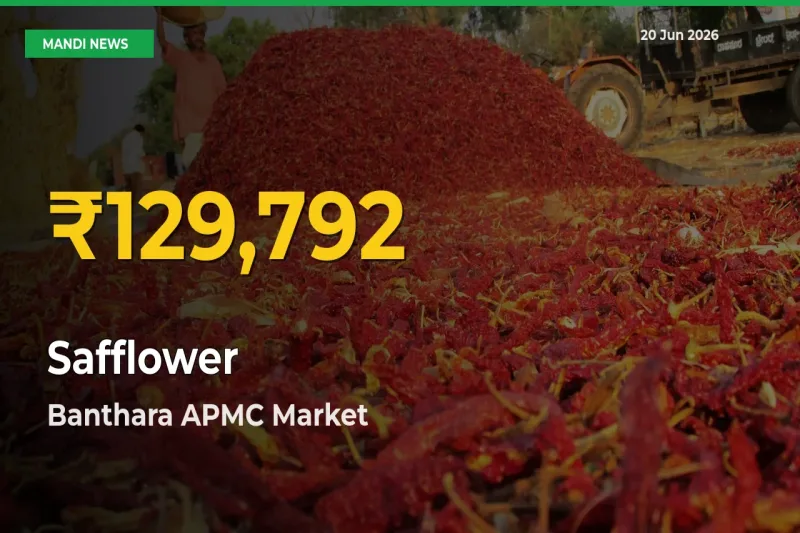 Banthara APMC Leads as Safflower Hits Highest Rate – June 20 Update