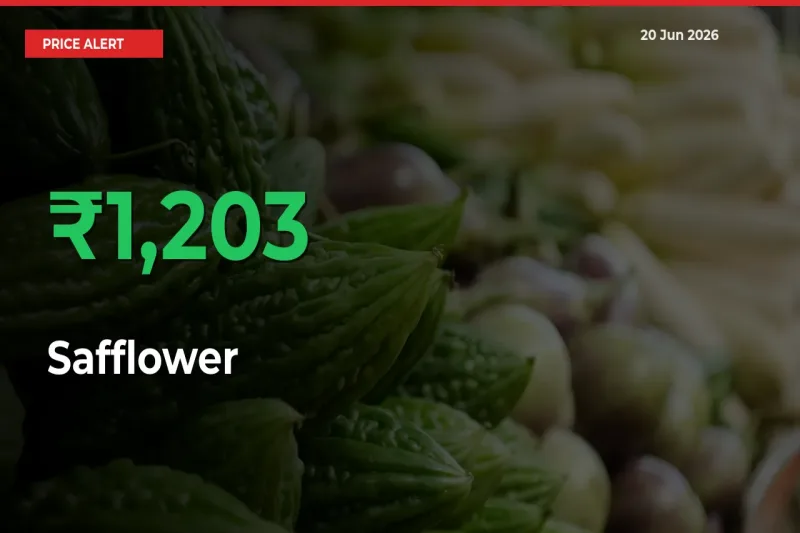 Sharp Jump! Safflower Prices Climb 1202.96% in 24 Hours at Key Mandis