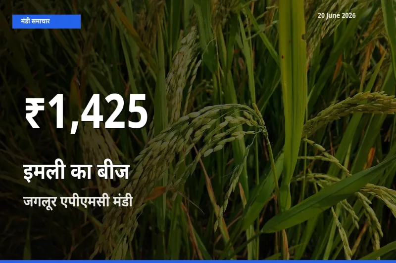 तेज़ गिरावट! जगलूर एपीएमसी में इमली का बीज के दाम 30 दिन के निचले स्तर पर