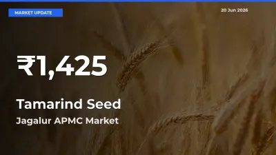 Why Tamarind Seed Prices Slumped in Jagalur APMC – 30-Day Low Today