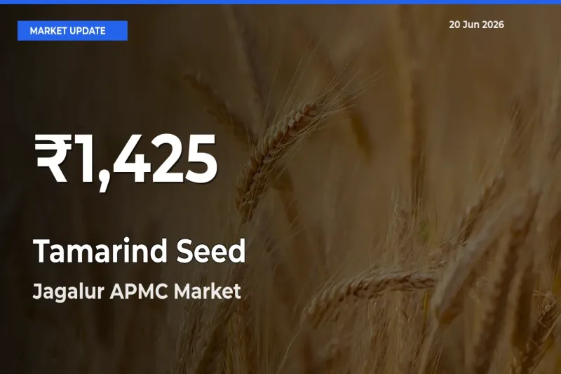 Why Tamarind Seed Prices Slumped in Jagalur APMC – 30-Day Low Today