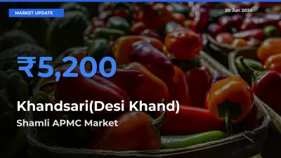 Market Watch: Shamli APMC Becomes Top Mandi for Khandsari(Desi Khand)