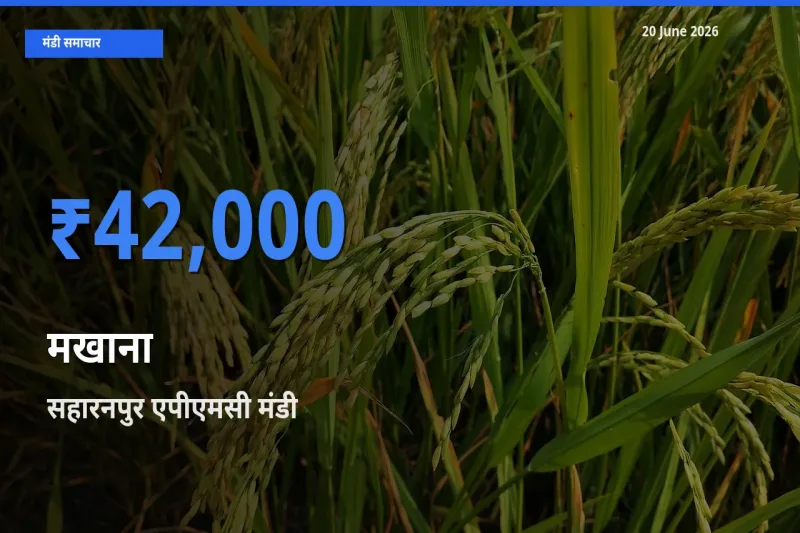 20 June अपडेट: मखाना के सबसे ऊँचे दाम सहारनपुर एपीएमसी मंडी में