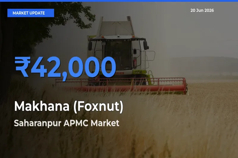 Saharanpur APMC Leads as Top Mandi for Makhana (Foxnut) Prices