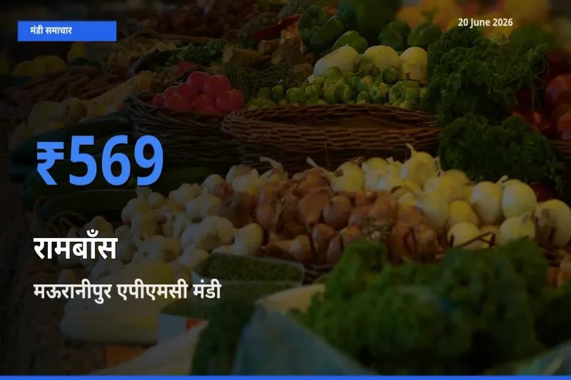 मऊरानीपुर एपीएमसी मंडी में आज रामबाँस के सबसे ऊँचे दाम दर्ज