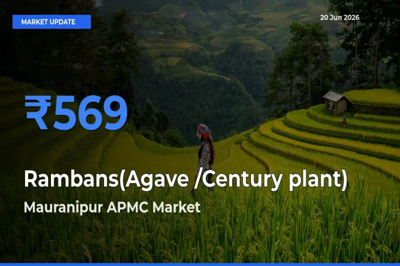 Mauranipur APMC Tops Rambans(Agave /Century plant) Mandi Rates Today