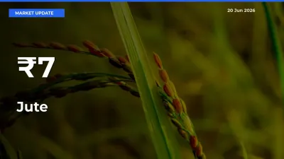 Strong Trend in Jute Rates Across Multiple Mandis – What It Means for Traders