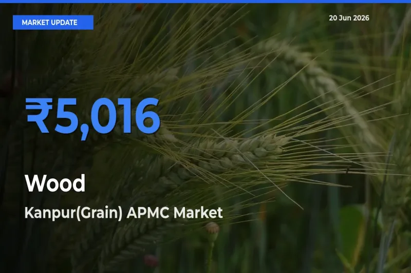 Kanpur(Grain) APMC Offers ₹5,016 – Highest Wood Rate Today