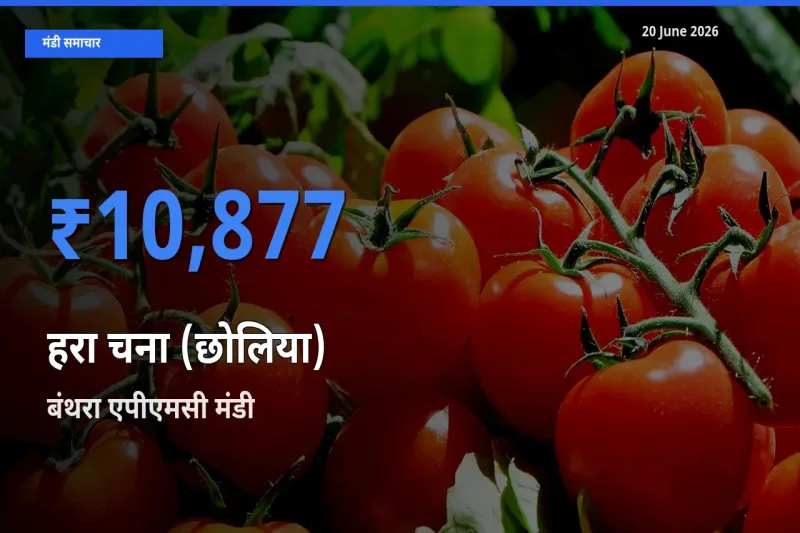 बंथरा एपीएमसी मंडी में आज हरा चना (छोलिया) के सबसे ऊँचे दाम दर्ज