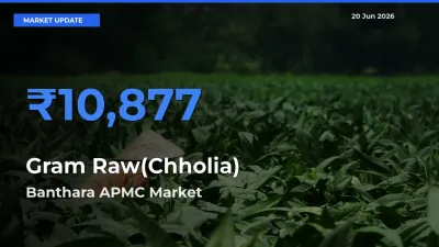 Banthara APMC Leads as Top Mandi for Gram Raw(Chholia) Prices