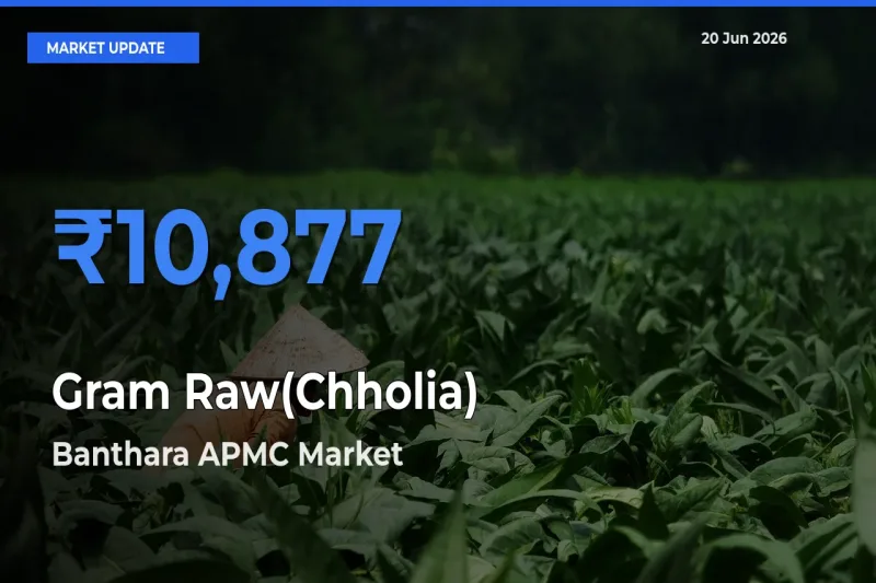 Banthara APMC Leads as Top Mandi for Gram Raw(Chholia) Prices