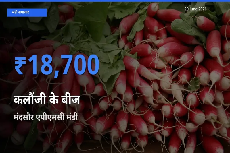 आज कलौंजी के बीज के सबसे ऊँचे दाम ₹18,700 मंदसौर एपीएमसी मंडी में