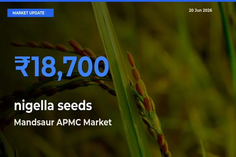 Farmers Prefer Mandsaur APMC as nigella seeds Hits Highest Rate